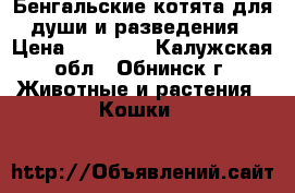 Бенгальские котята для души и разведения › Цена ­ 25 000 - Калужская обл., Обнинск г. Животные и растения » Кошки   
